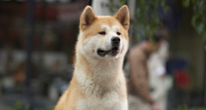 hachijustdog